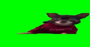 Dogs Echo Sounds Meme Download | Video & Audio Meme Video