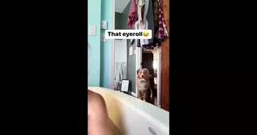 Dog Looking Meme Download | Video & Audio Meme Video