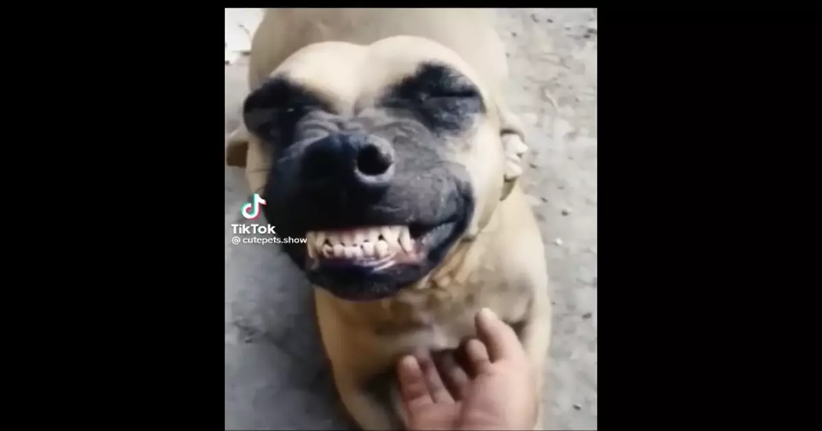 Dog Meme Download Video