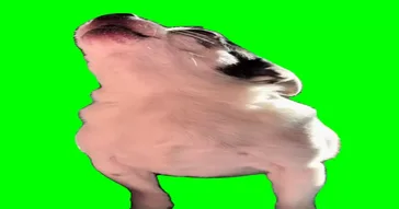 Dog Crying Green Screen Meme Download | Video & Audio Meme Video