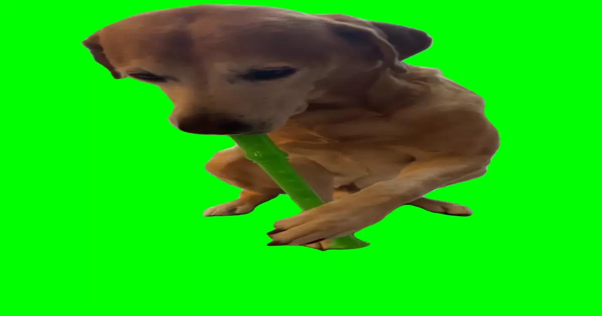 Dog Playing Flute Meme Download Video