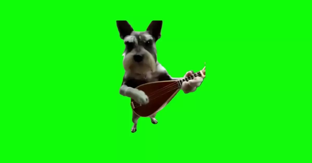Dog Playing Guitar Green Screen Meme Download Video