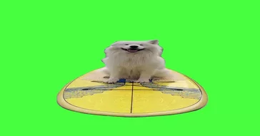 Dog Playing Flute Meme Download | Video & Audio Meme Video