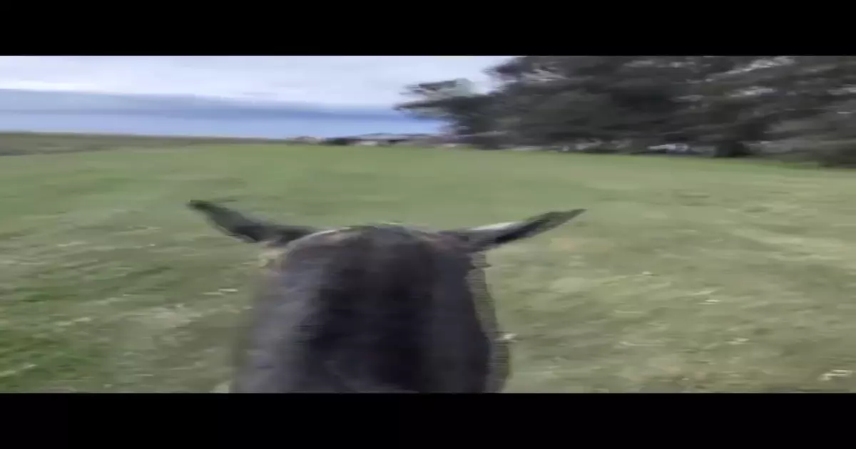 Dog Riding Meme Download Video