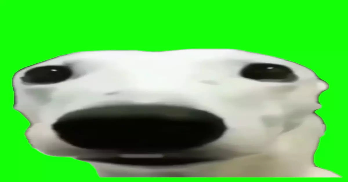 Dog Shivering Green Screen Meme Download Video