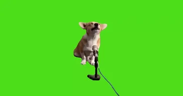 Cat Meows Into Microphone Green Screen Meme Download Video