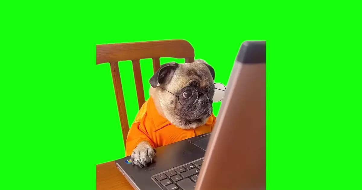 Dog Staring At Computer Meme Download Video