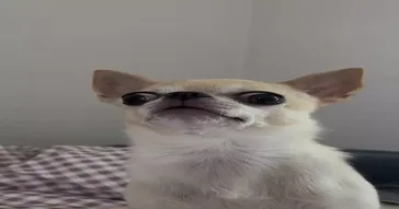 Staring Cat Meme Download | Video & Audio Meme Video