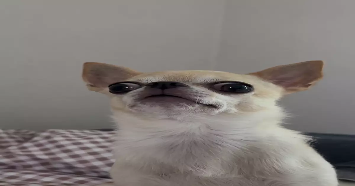 Dog Staring Meme Download Video