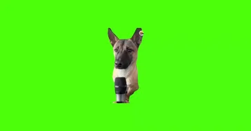 Dog Sing At Microphone Green Screen Meme Download | Video & Audio Meme Video