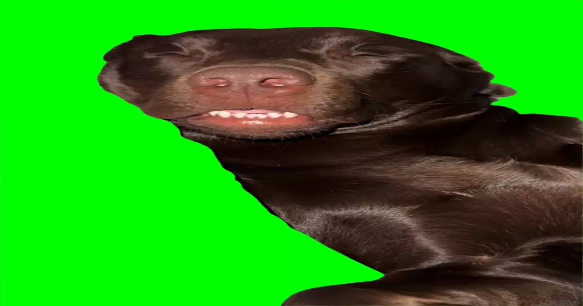 Dog Tweaking Green Screen Meme Download Video