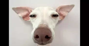 Vibing Meme Download | Video & Audio Meme Video