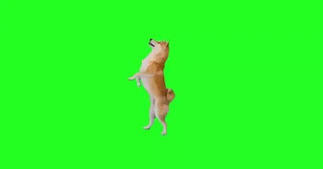 Dog Dancing Green Screen Meme Download | Video & Audio Meme Video