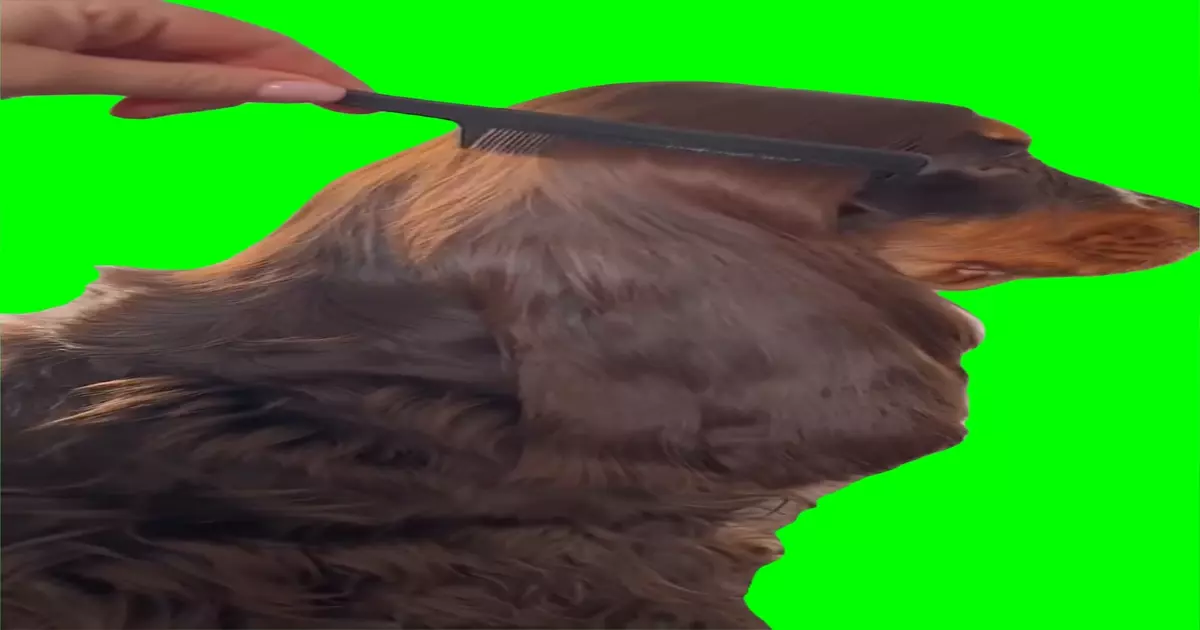 Dog Wink Meme Download Video