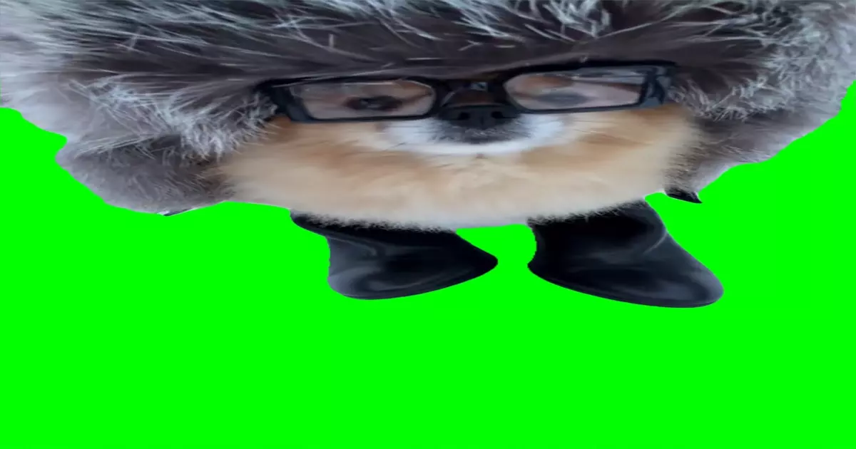 Dog With A Big Hat Green Screen Meme Download Video