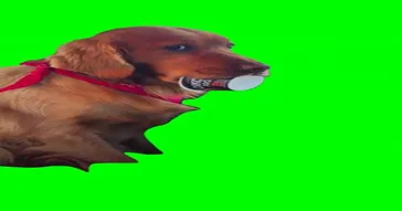 Dog With Bowl In His Mouth Green Screen Meme Video