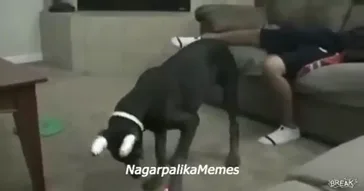 Boy And Dog Viral Meme Download | Video & Audio Meme Video