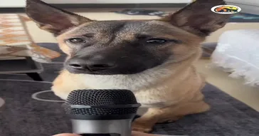 Duck Quack Meme Download | Video & Audio Meme Video