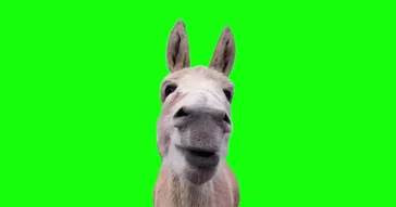 Donkey Eating Green Screen Meme Video