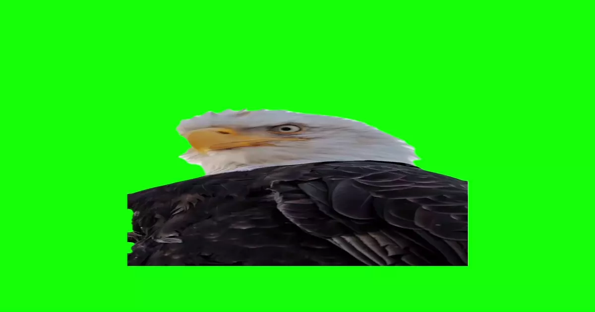 Eagle Stare Meme Download Video