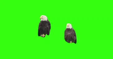 Eagle Looking Meme Download | Video & Audio Meme Video