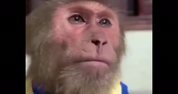 Emotional Monkey