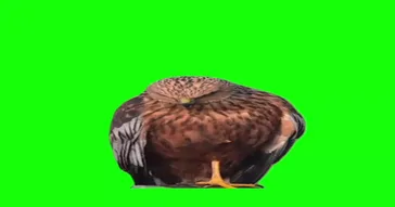 Talking Bird Meme Download | Video & Audio Meme Video