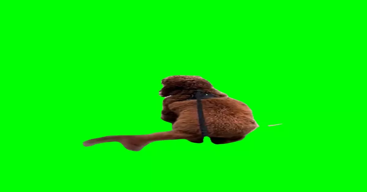 Excited Dog Green Screen Meme Download Video