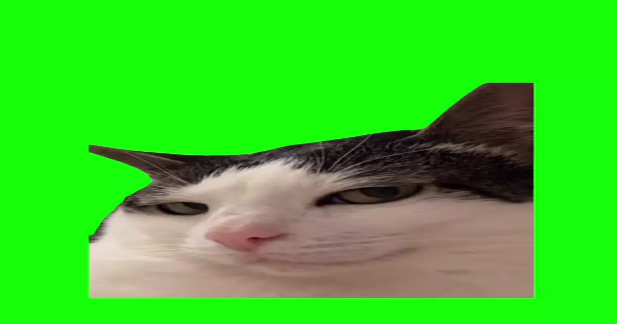 Eyes Looking Cat Meme Download Video