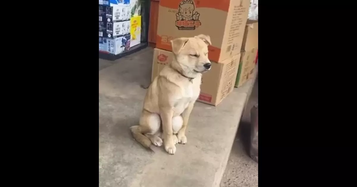 Falling Asleep Dog Falls Over Funny Meme Download Video