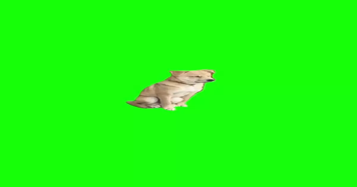 Falling Asleep Dog Falls Over Green Screen Template Meme Download Video