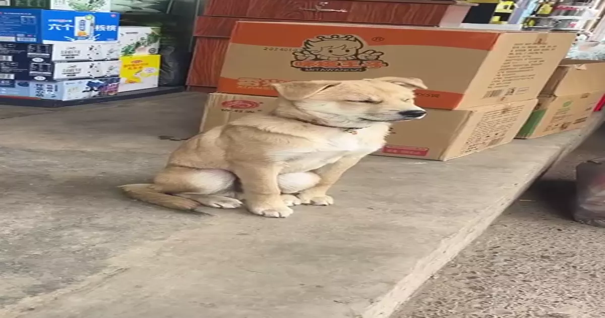 Falling Asleep Dog Falls Over Meme Download Video
