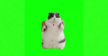 Sad Cat Dance In Green Screen Meme Download | Video & Audio Meme Video