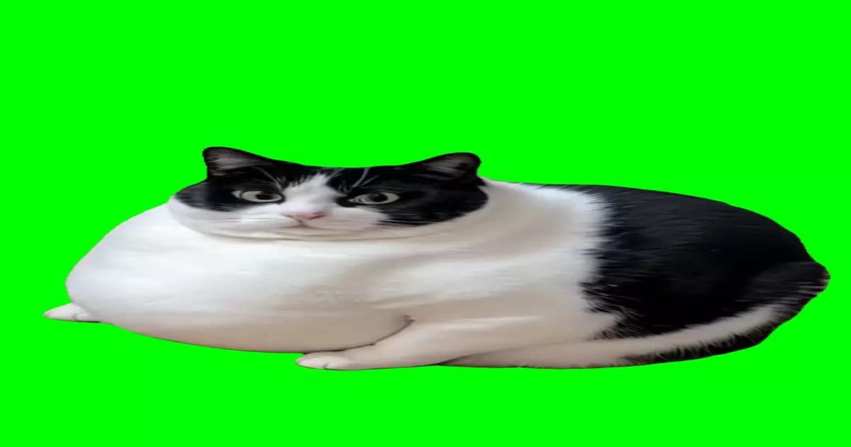Fat Cat Sitting Meme Download Video