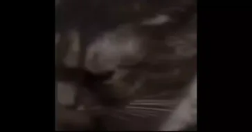 Feline Nyt Meme Video