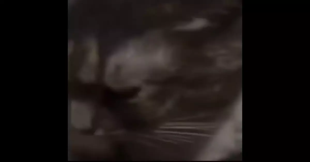 Feline Nyt Meme Download Video