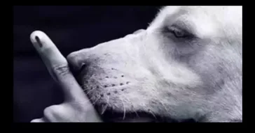 Smells Finger Meme Download | Video & Audio Meme Video