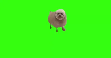 Puppy Meme Download | Video & Audio Meme Video