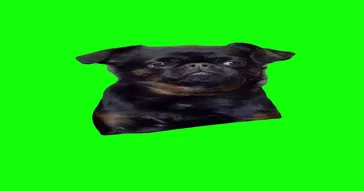 Dog Dancing Green Screen Meme Download | Video & Audio Meme Video