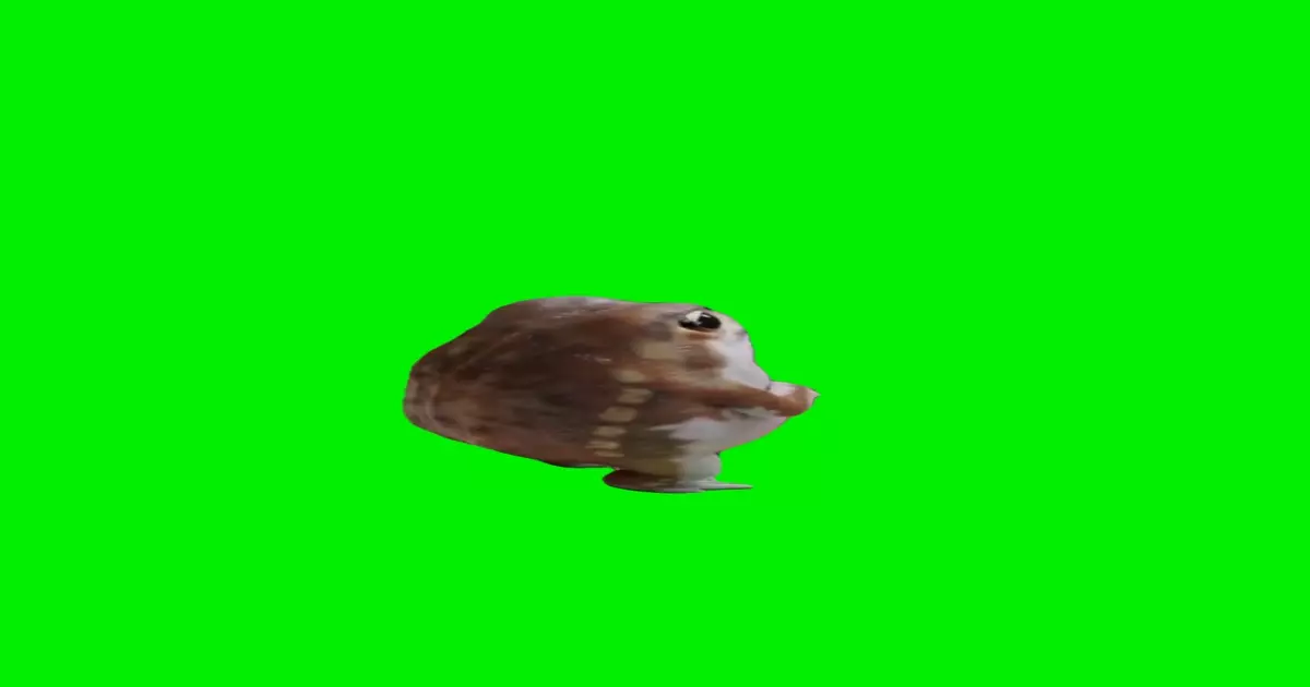 Frog Standing Green Screen Meme Download Video
