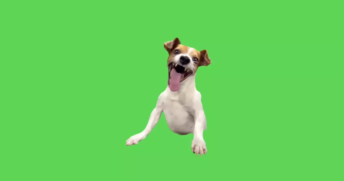 Funny Dog Meme Download Video