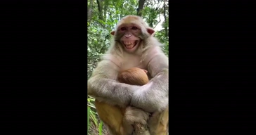 Funny Monkey Laughing