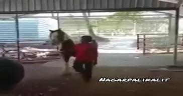 Comedy Video Meme Download | Video & Audio Meme Video