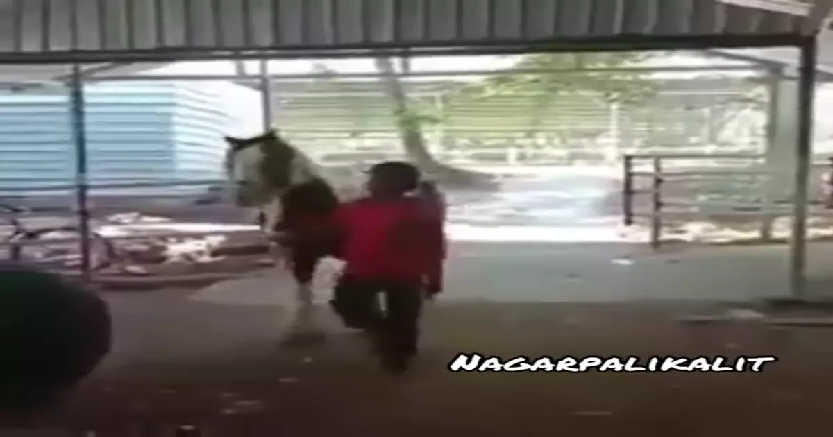 Funny Videos Comedy Video Meme Download Video