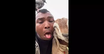 The Goat Meme Download | Video & Audio Meme Video
