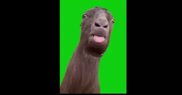 Goat Sticking Out Tongue Green Screen Meme Download Video