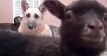 Goat Says Yeah