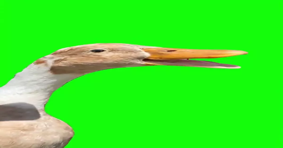 Goose Rapping To Busta Rhymes Meme Download Video