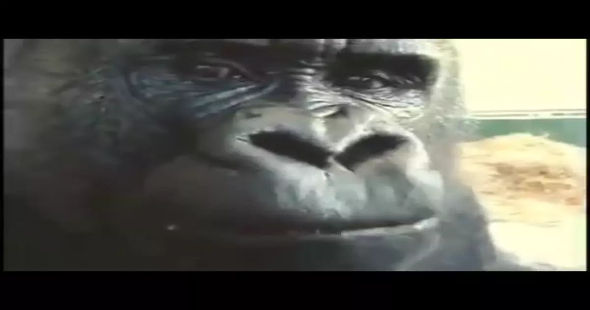 Gorilla Chewing Meme Download Video