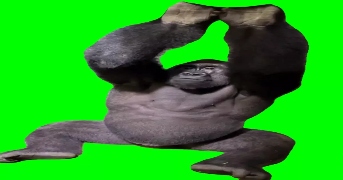 Gorilla Chilling Green Screen Meme Download Video